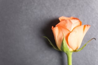 Detail of a orange rose flower on black slate with copy space